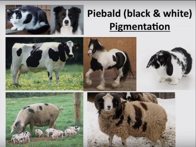 Quoted tweet image 2