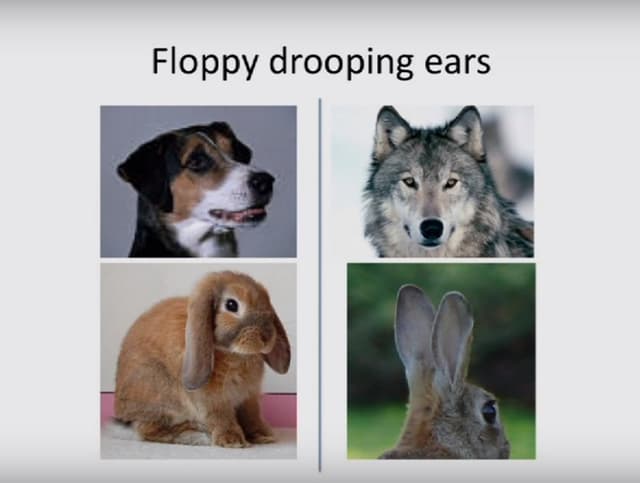 Quoted tweet image 4